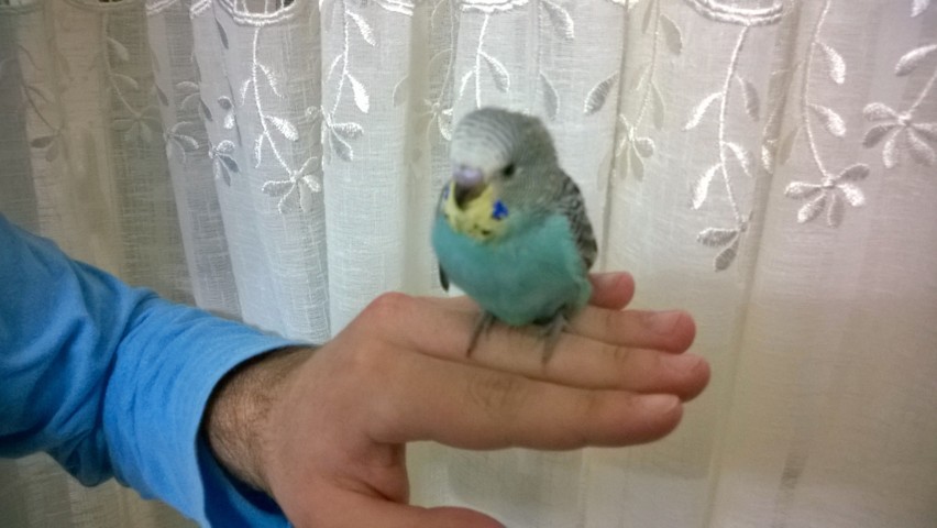 i miei piccoli